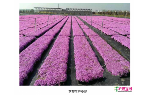 芝樱如何乘“风”而起 芝樱如何乘“风”而起