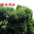 多杆香樟