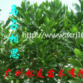 马占相思
