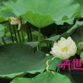 睡莲