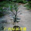 广西罗汉松销售商优价转让一批小苗