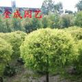 黄金香柳