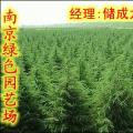 特价雪松水杉蜀桧女贞出售zA  