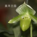 拖鞋兰[绿魔帝]
