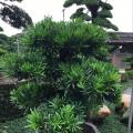 台湾罗汉松