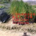黄花风铃木