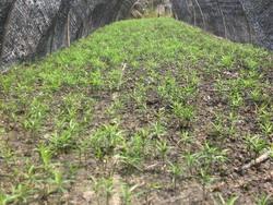 红豆杉育苗技术