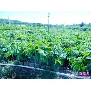 阳春合水镇人口_阳春合水镇的新屋图片(3)