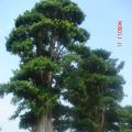 日本罗汉松