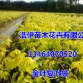 其它松柏杉竹