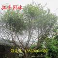嘉宝果