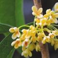 桂花