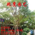 桂花