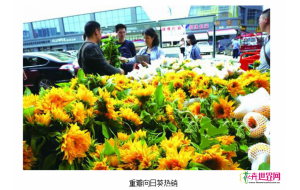 昆明斗南：重瓣向日葵上市热销