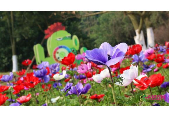 成都春花展将于本月5日开幕 40多个色系的供市民观赏