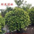 黄榕球
