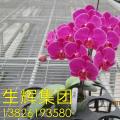 蝴蝶兰