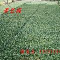 玉龙草