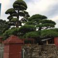 黑松
