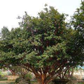 嘉宝果