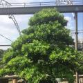 台湾罗汉松