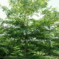 细叶榄仁