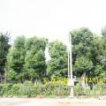 香樟树