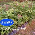 闽楠