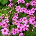 红花紫露草