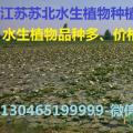 常绿水生鸢尾
