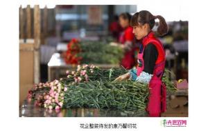 斗南花市：母亲节临近 康乃馨价格飙升