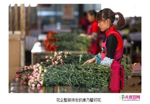 斗南花市：母亲节临近 康乃馨价格飙升