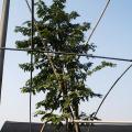 花旗木