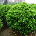 非洲茉莉