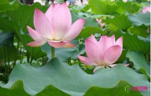 先天缺陷致荷花切花寸步难行