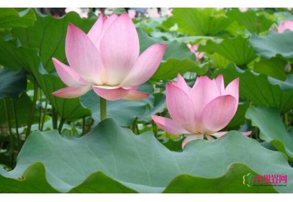 先天缺陷致荷花切花寸步难行