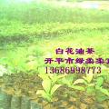 白花油茶