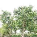 大叶紫薇