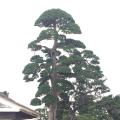 日本黑松