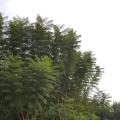 蓝花楹