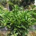 非洲茉莉