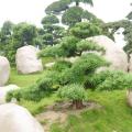 日本罗汉松