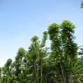 多宝树 子母树 母亲树