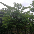 红花紫荆