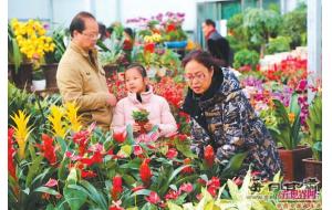 春节期间 肃州区花卉市场十分热闹