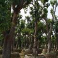杨梅树