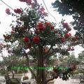 茶花