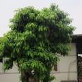 秋枫头