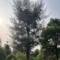 木麻黄