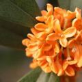 桂花珍品